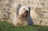 SKYE TERRIER 029